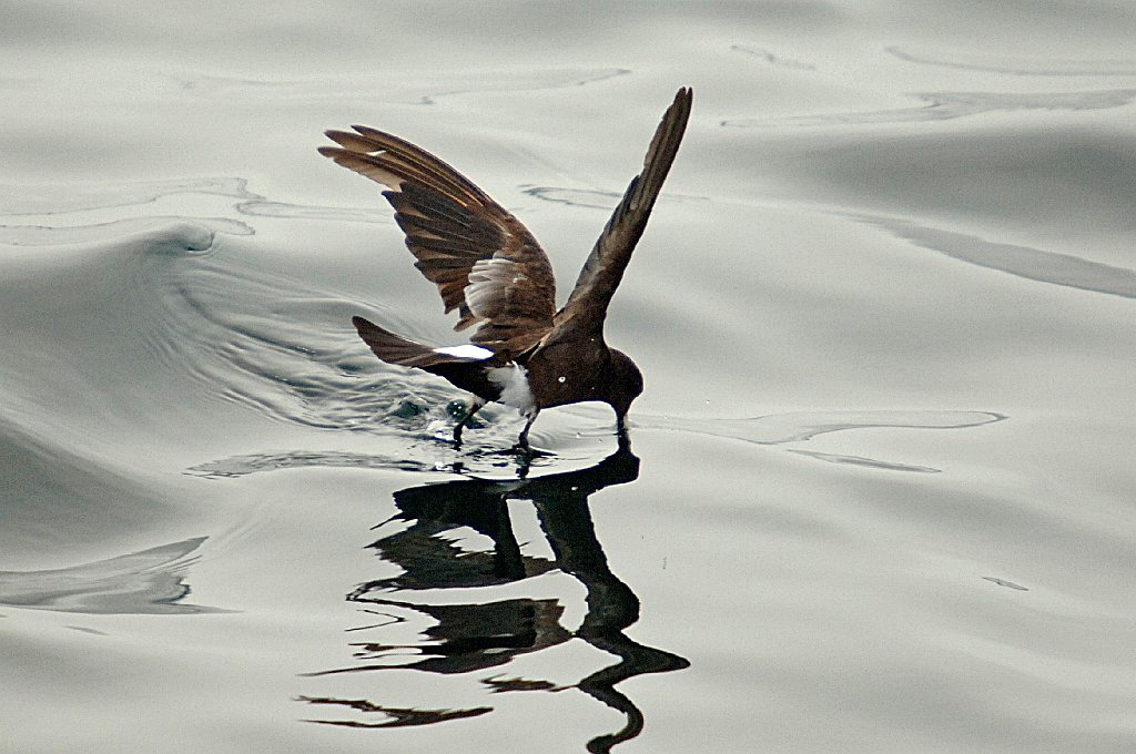 Storm-Petrel, Wilson's, 2006-07081762 Hyannis, MA.JPG - Wilson's Storm Petrel, Broolkine July 2006 Hyannis pelagic bird trip